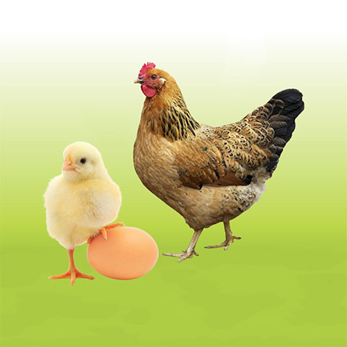 Poultry Medicine Division
