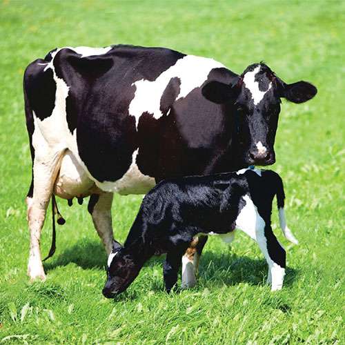 Cattle Medicine Division