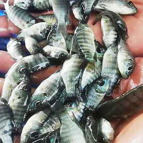 Fish Hatchery Division