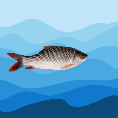 Aqua Medicine Division